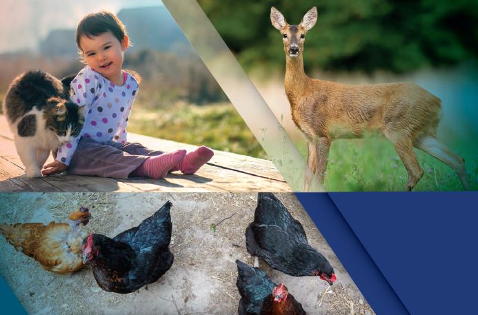Collage of animals and people