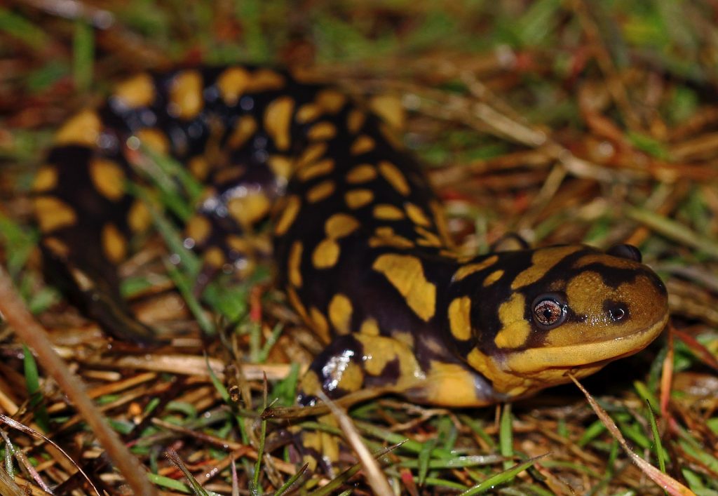 Eastern tiger salamander