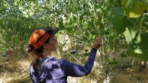 Iris Garthwaite working on the cottonwoods