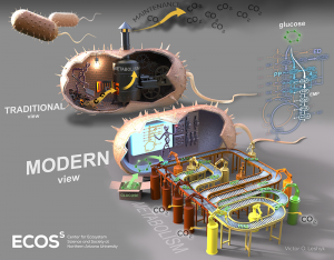 Graphic showing soil microbes