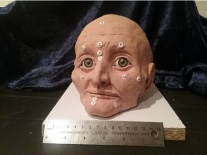 A reconstruction of a skull