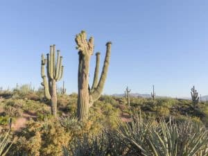 Saguaro cactus