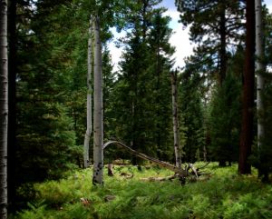 Forest outside of Flagstaff