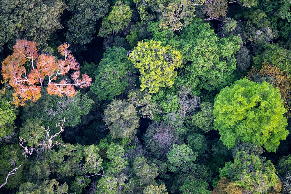 Overhead image of the forest with different-colored trees