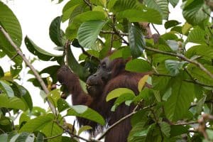 An ape in the trees in Southwest Asia