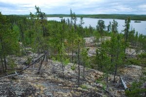 The boreal forest in northern Canada with a lake in the background
