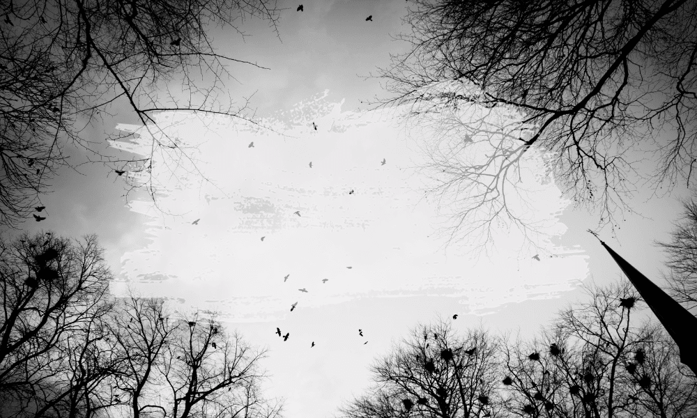 A black and white photo of a creepy forest