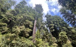 Rainforest trees
