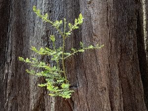 A redwood sprout growing out of a tree destroyed by fire.