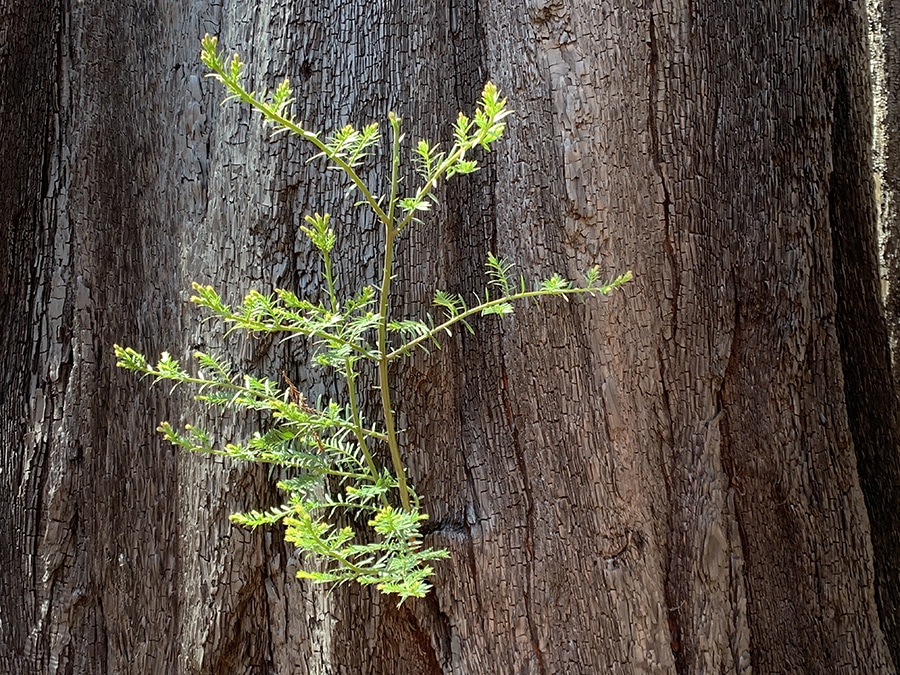A redwood sprout growing out of a tree destroyed by fire.