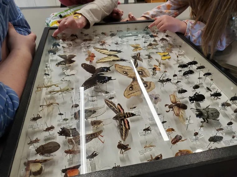 A close-up image of a range of bug samples preserved and arranged in a single glass frame.