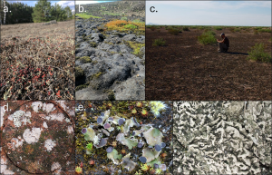 Examples of different types of biocrust in the Southwest
