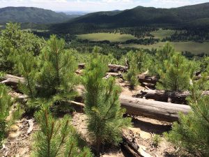 Small ponderosa pine trees in the foreground of a green valley surrounded by mountains