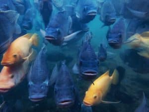 A school of tilapia