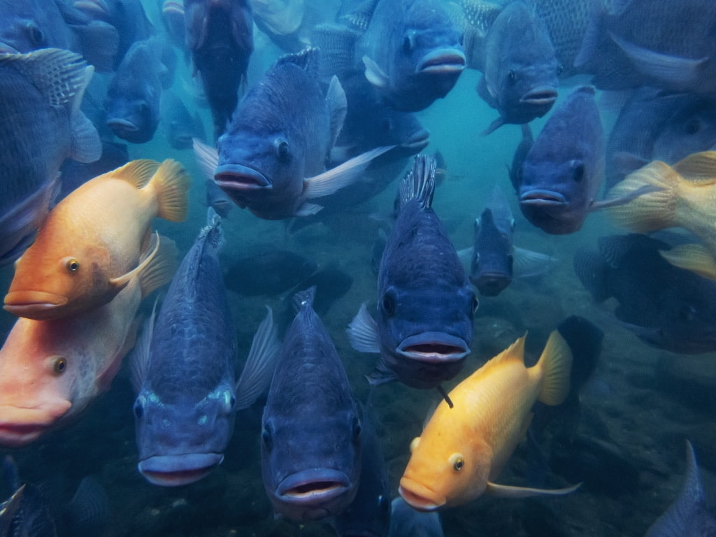 A school of tilapia