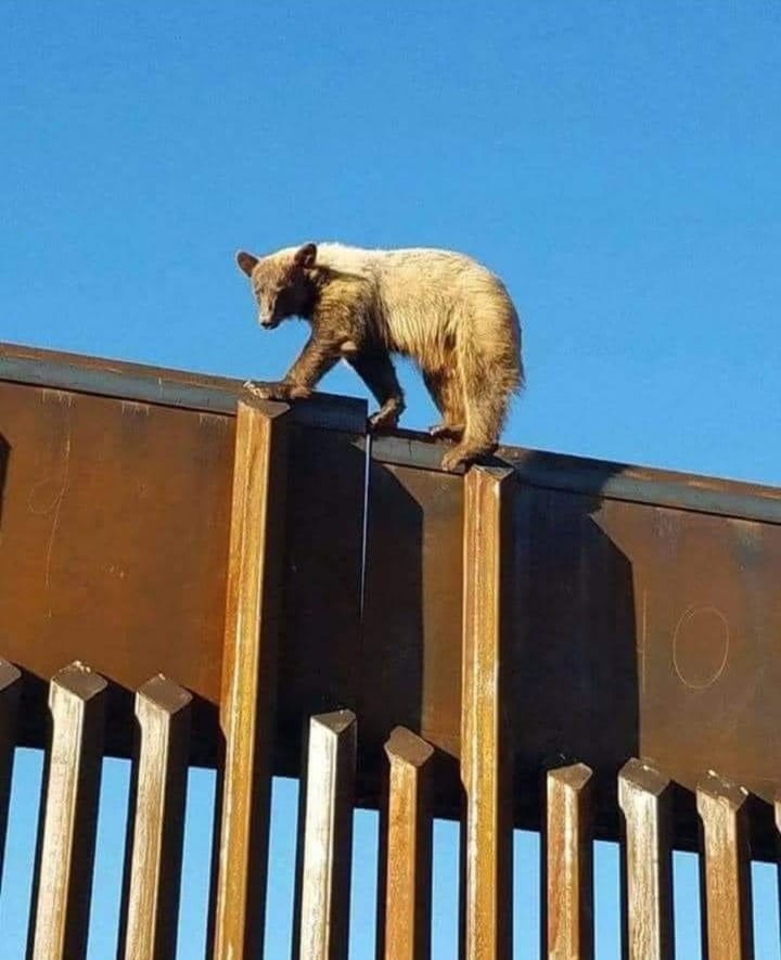 Bear standing on top of the US-Mexico border wall