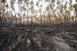 scorched ground and fallen burned trees with unburned pines in the background