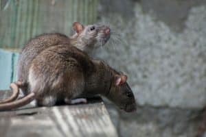 Brown rats eating something on a concrete floor