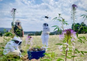 Bee flying with beekeepers in the background