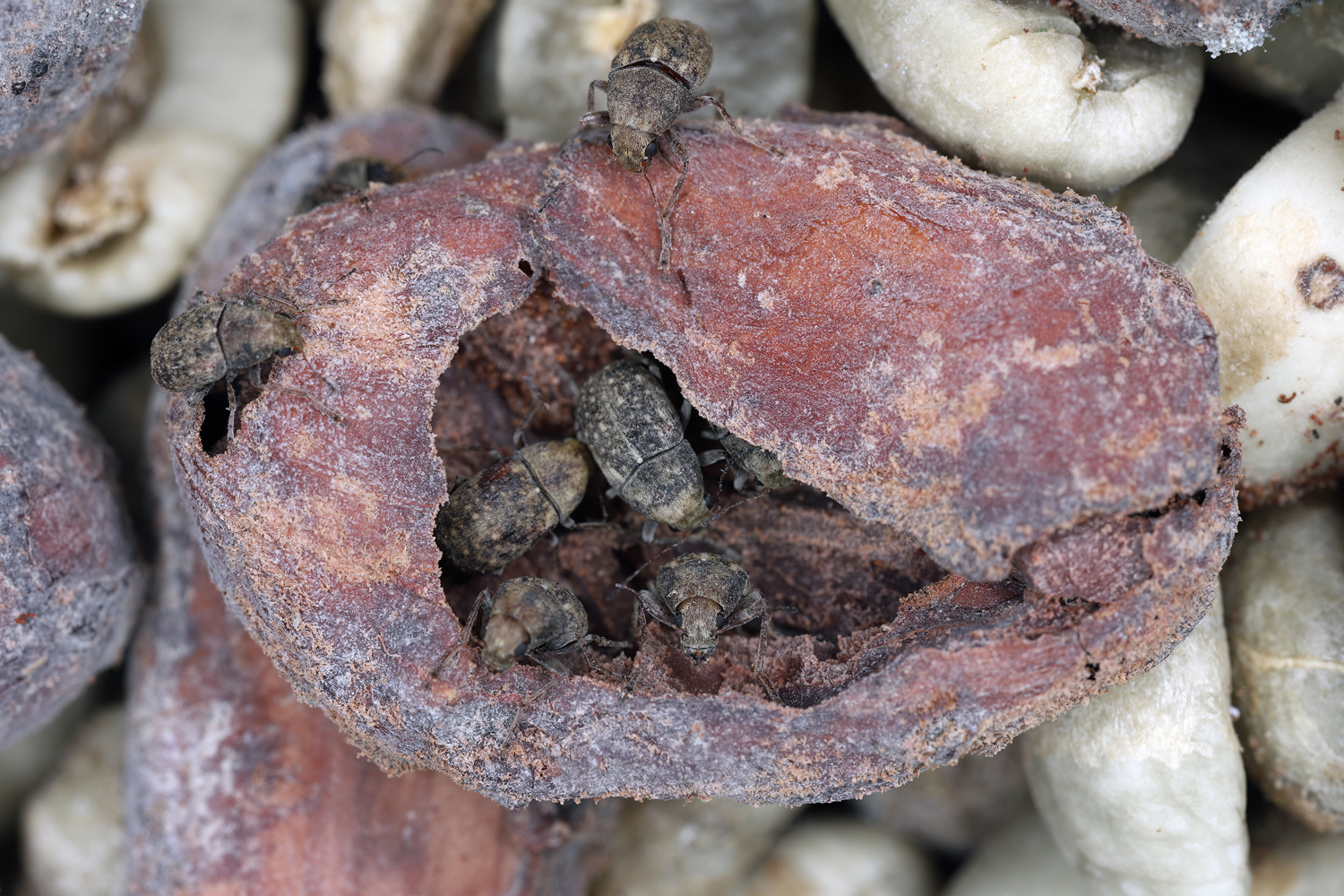 Coffee berry borers crawling inside a hollowed out coffee bean