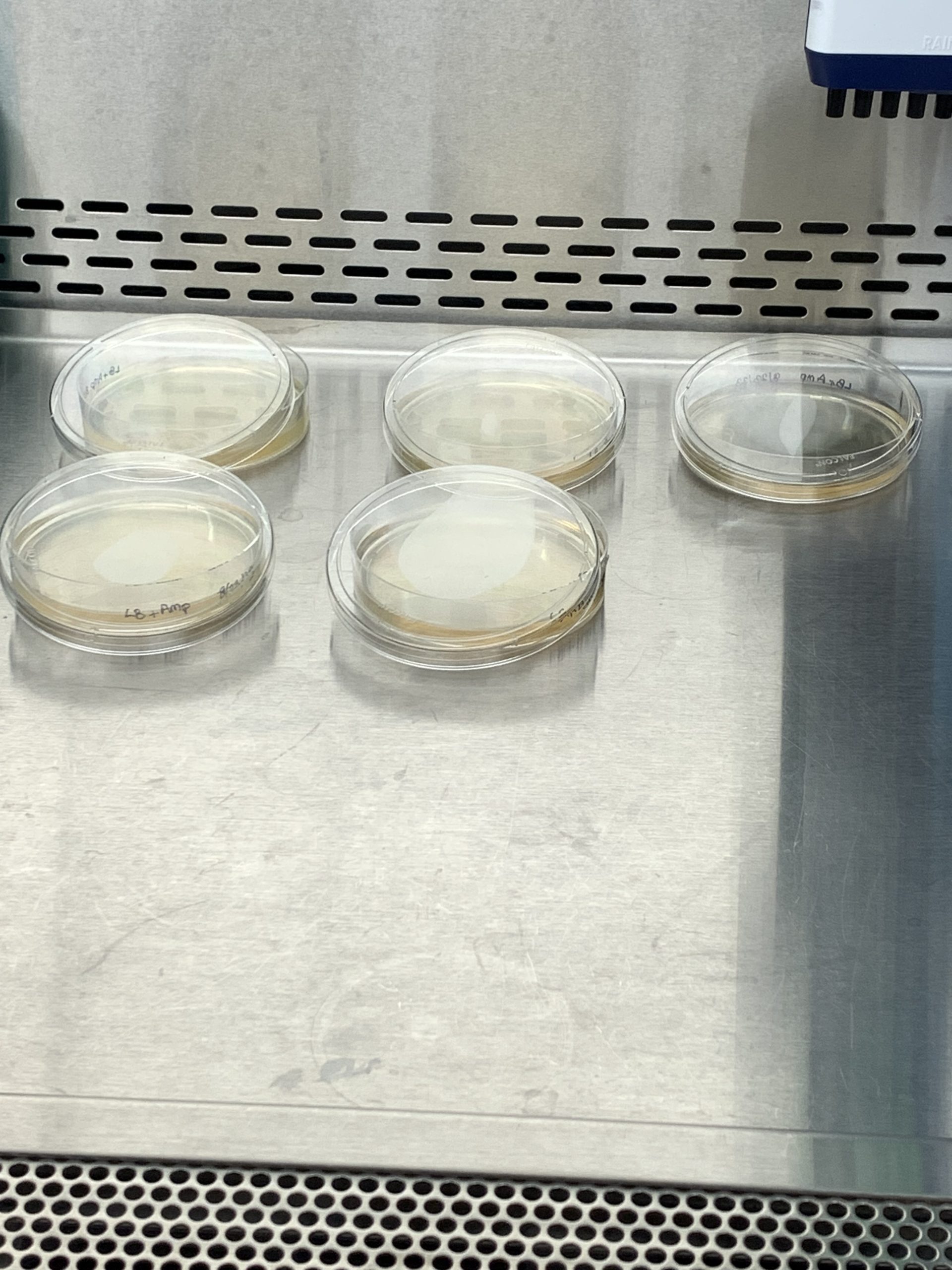 petri dishes with tiny bugs sitting on a stainless steel surface in a lab