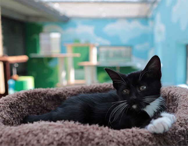 Black kitten with white chest and paws laying on a brown pet bed.