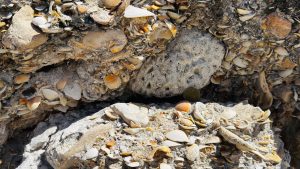 seashells embedded into a coastal rock cliff