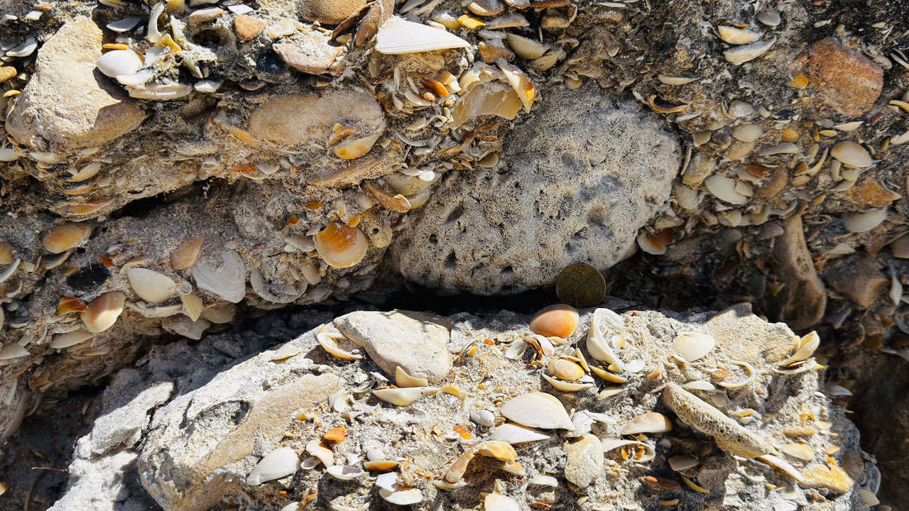 seashells embedded into a coastal rock cliff
