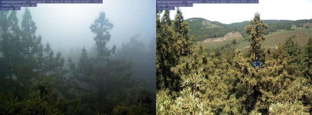 Images from Santa Lucia Preserve in Monterey County, showing trees enveloped by fog and later by sun.