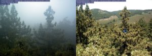 Images from Santa Lucia Preserve in Monterey County, showing trees enveloped by fog and later by sun.