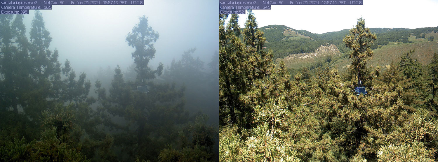 Images from Santa Lucia Preserve in Monterey County, showing trees enveloped by fog and later by sun.