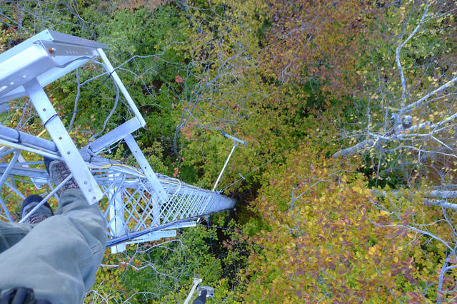 aerial view of a deciduous forest in the fall taken from a high tower