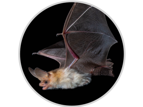 Image of sideview of a bat flying.