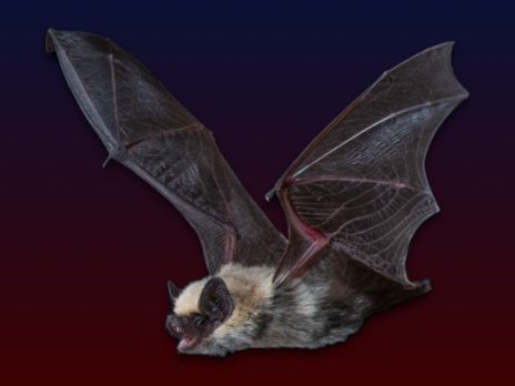 Image of bat flying.