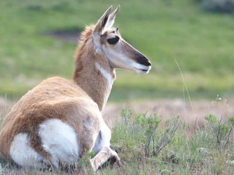 Image of pronghorn laying in grasses.