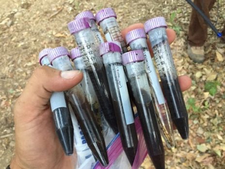 Image of a handful of15 mL conicals of guano.