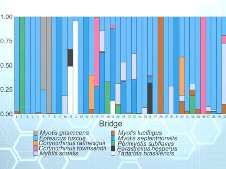 Image of a bar plot with the percentages of sequencing reads for bat species found under bridges.
