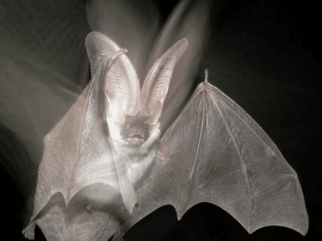 Close-up image of bat flying.