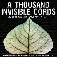A Thousand Invisible Cords art