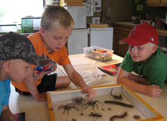 Campers looking at spider specimens